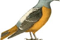 Feathered Flames: Exploring Orange Bird Species