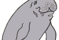 Simple Steps to Draw a Manatee