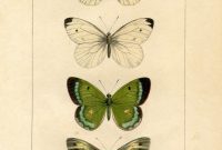 8 Exquisite Natural History Moth and Butterfly Art Prints