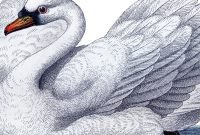 A Dozen Exquisite Swan Clipart Designs