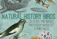 Natural History Bird Art Collection