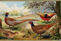 Vintage Pheasant Art Collection