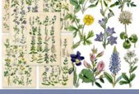Unlocking Wildflower Wonders Graphics Fairy Premium Image Kit