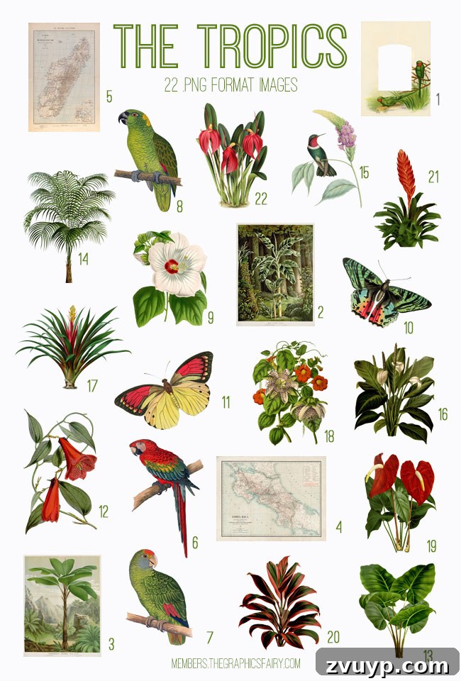 Graphics Fairy Premium The Tropics Kit 2 vintage The Tropics ephemera digital image bundle preview