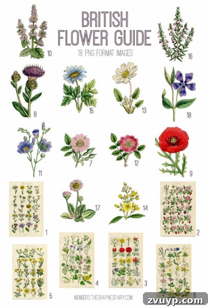 Vintage British Flower Guide ephemera digital image bundle preview