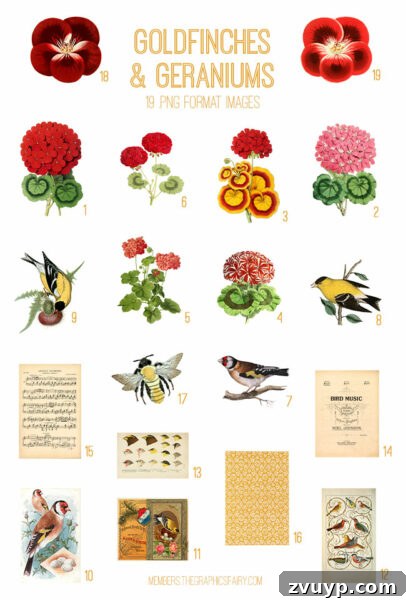 Vintage Goldfinches & Geraniums digital image bundle preview