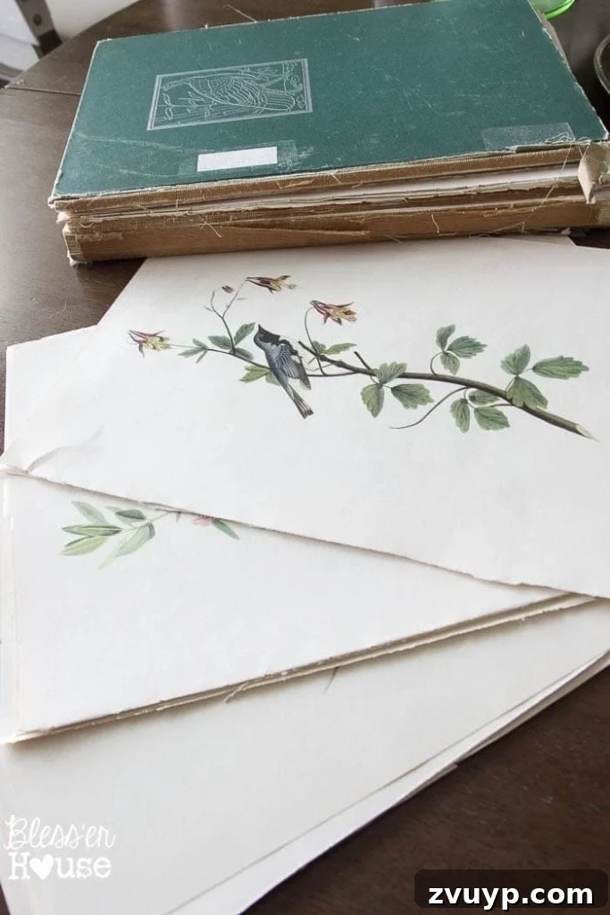 Vintage Book Page Botanical Creations 7 Vintage Audubon Birds of America book with beautiful botanical illustrations.