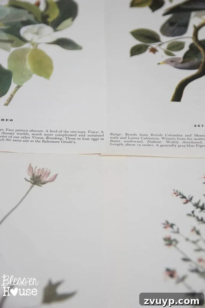 Vintage Book Page Botanical Creations 10 Botanical prints adhered to backing, showing visible paper edges.