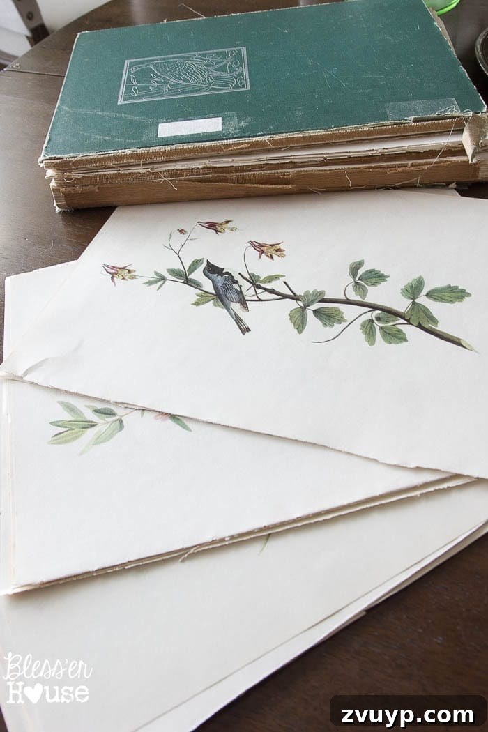 Faux Window Frame Decor with Free Botanical Art Printables 6 Vintage Audubon Birds of America Book