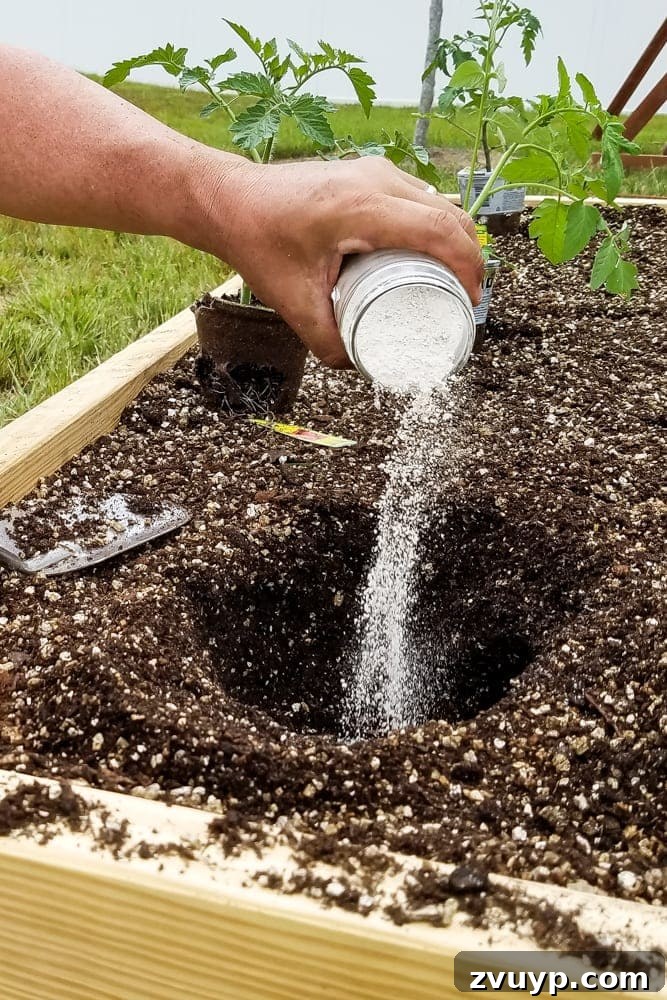 Bountiful Beds: Master High-Yield Raised Bed Vegetable Gardening 14 pouring lime powder into plant holes before planting