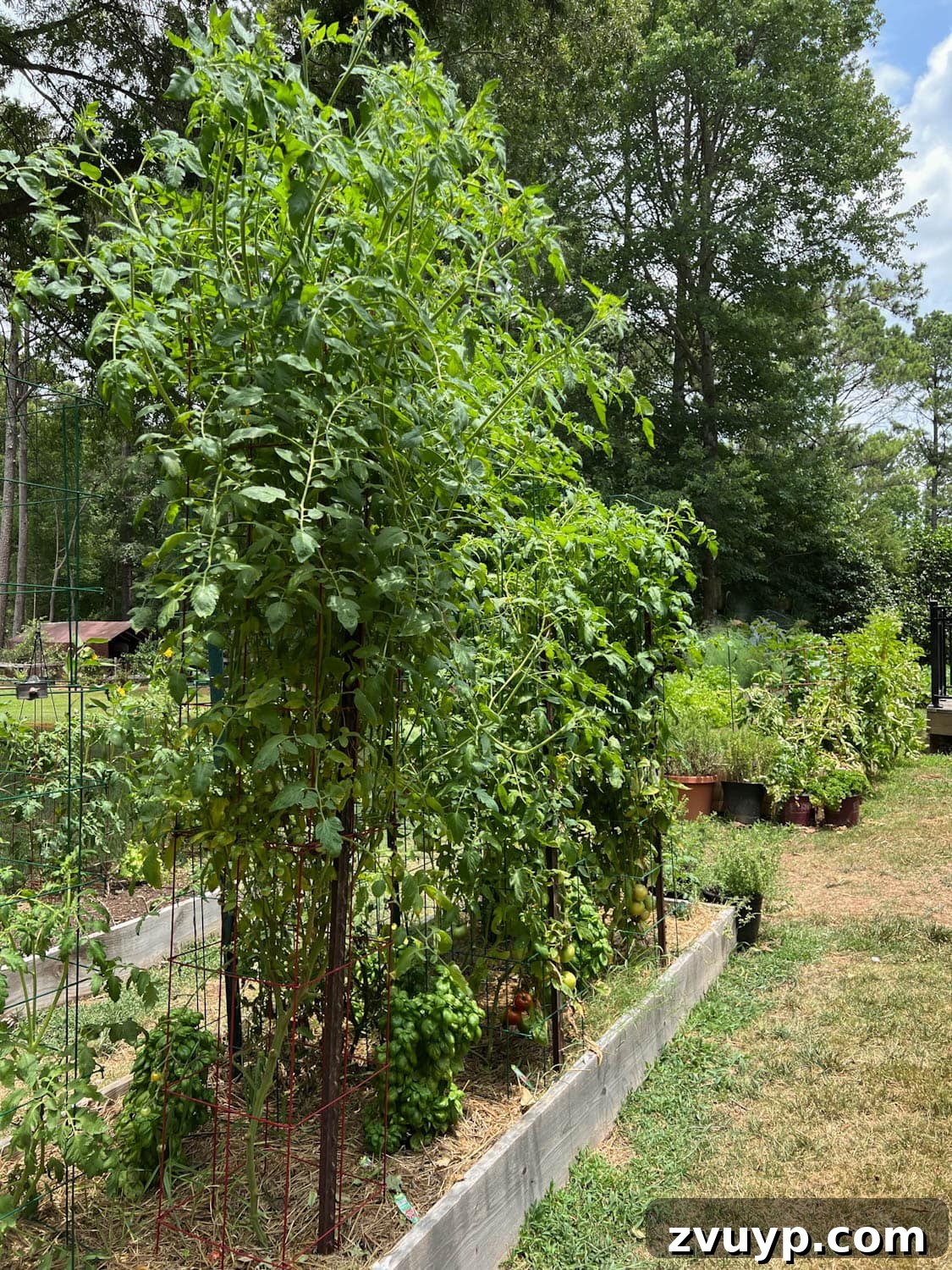 Bountiful Beds: Master High-Yield Raised Bed Vegetable Gardening 21 high yield raised bed vegetable garden in a backyard