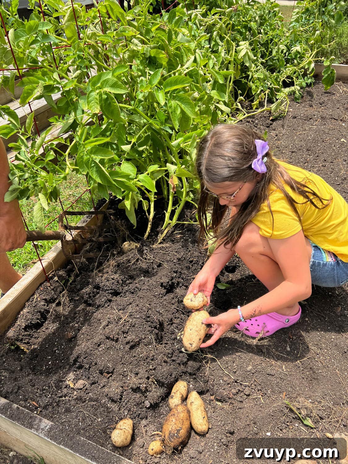 Bountiful Beds: Master High-Yield Raised Bed Vegetable Gardening 5 little girl harvesting potatoes from a backyard raised bed vegetable garden