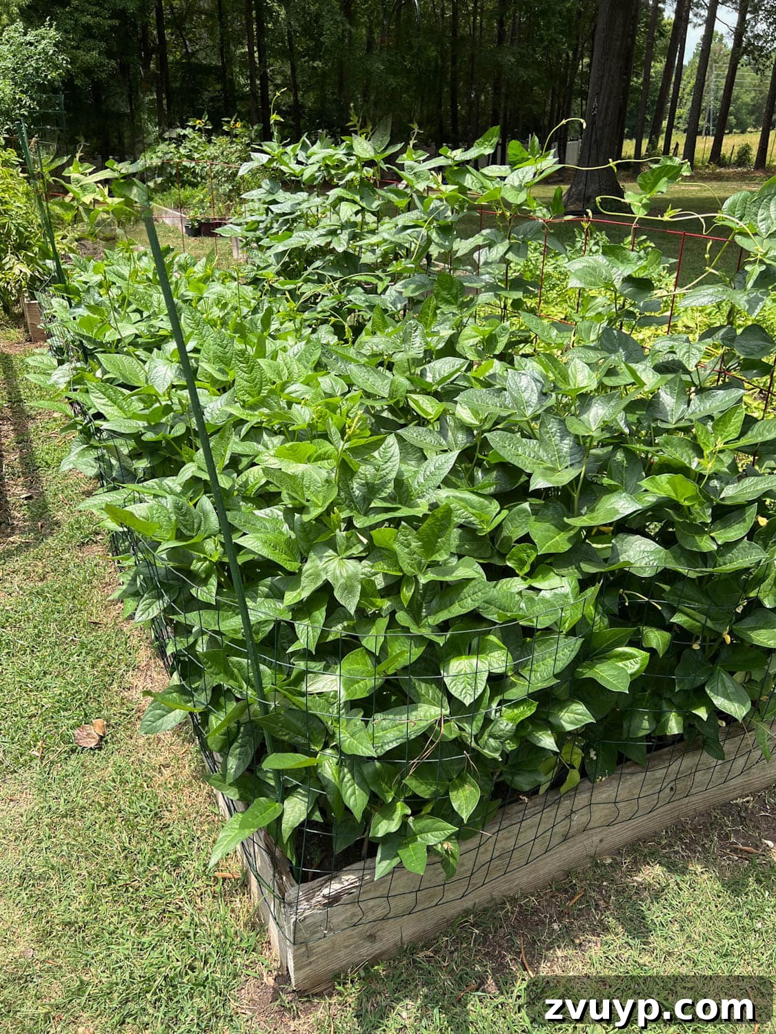 Bountiful Beds: Master High-Yield Raised Bed Vegetable Gardening 6 a high yield raised bed vegetable garden in a backyard with large plants