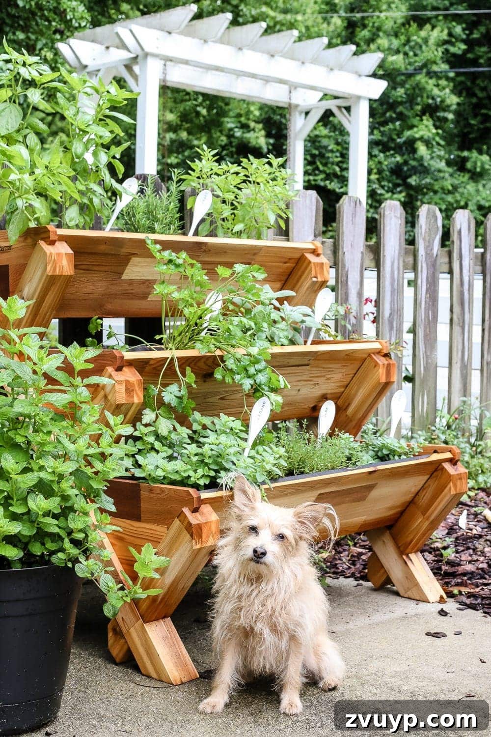 Whimsical Wooden Spoon Garden Labels 12 DIY Wooden Spoon Garden Markers | Our beloved dog, Lola, inspecting the herb garden with a humorous expression, adding a touch of personality to the gardening journey.