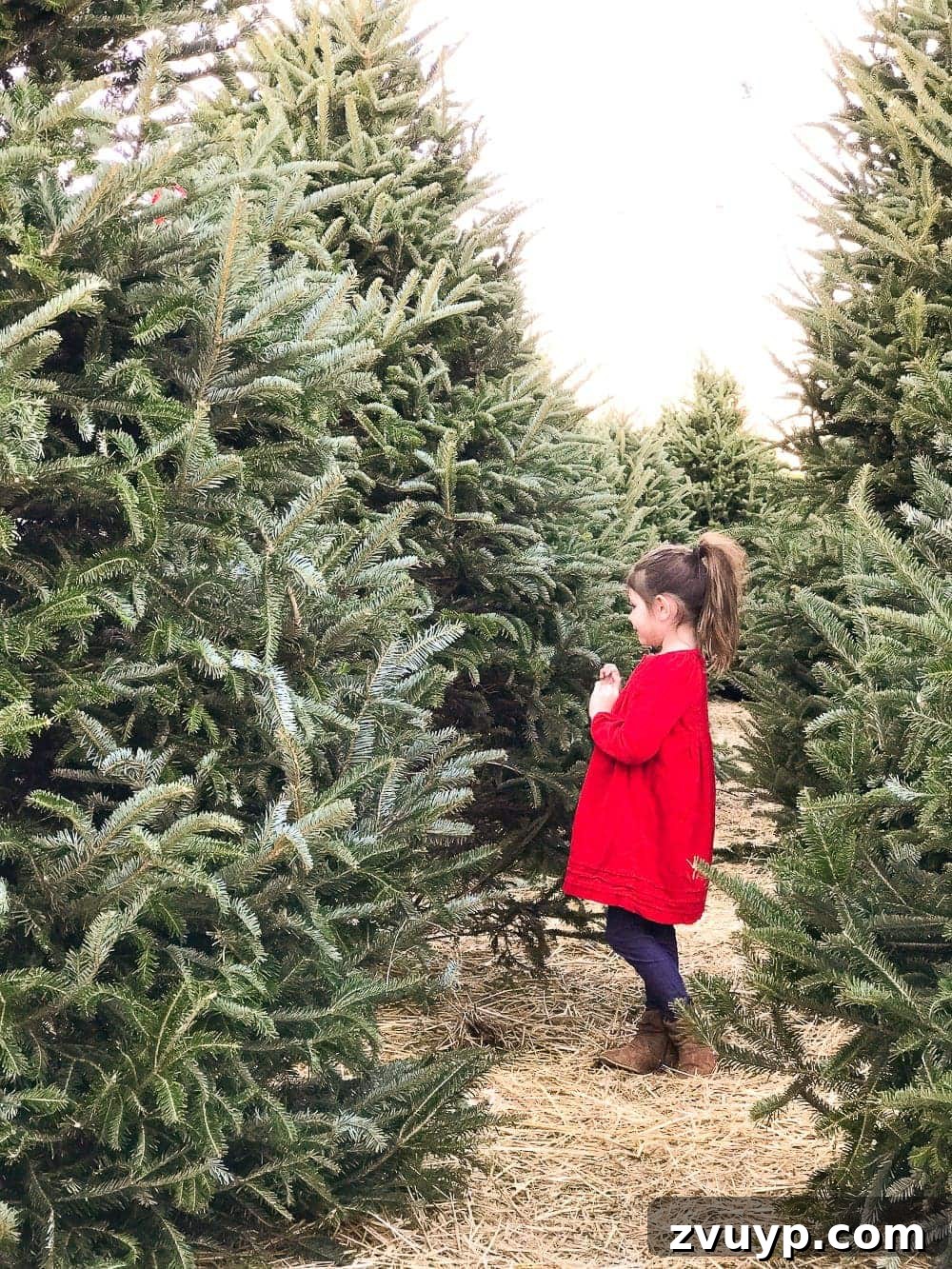 Craft Your Perfect Tree: A Step-by-Step Real Christmas Tree Decorating Guide 4 choosing a Christmas tree at a tree farm