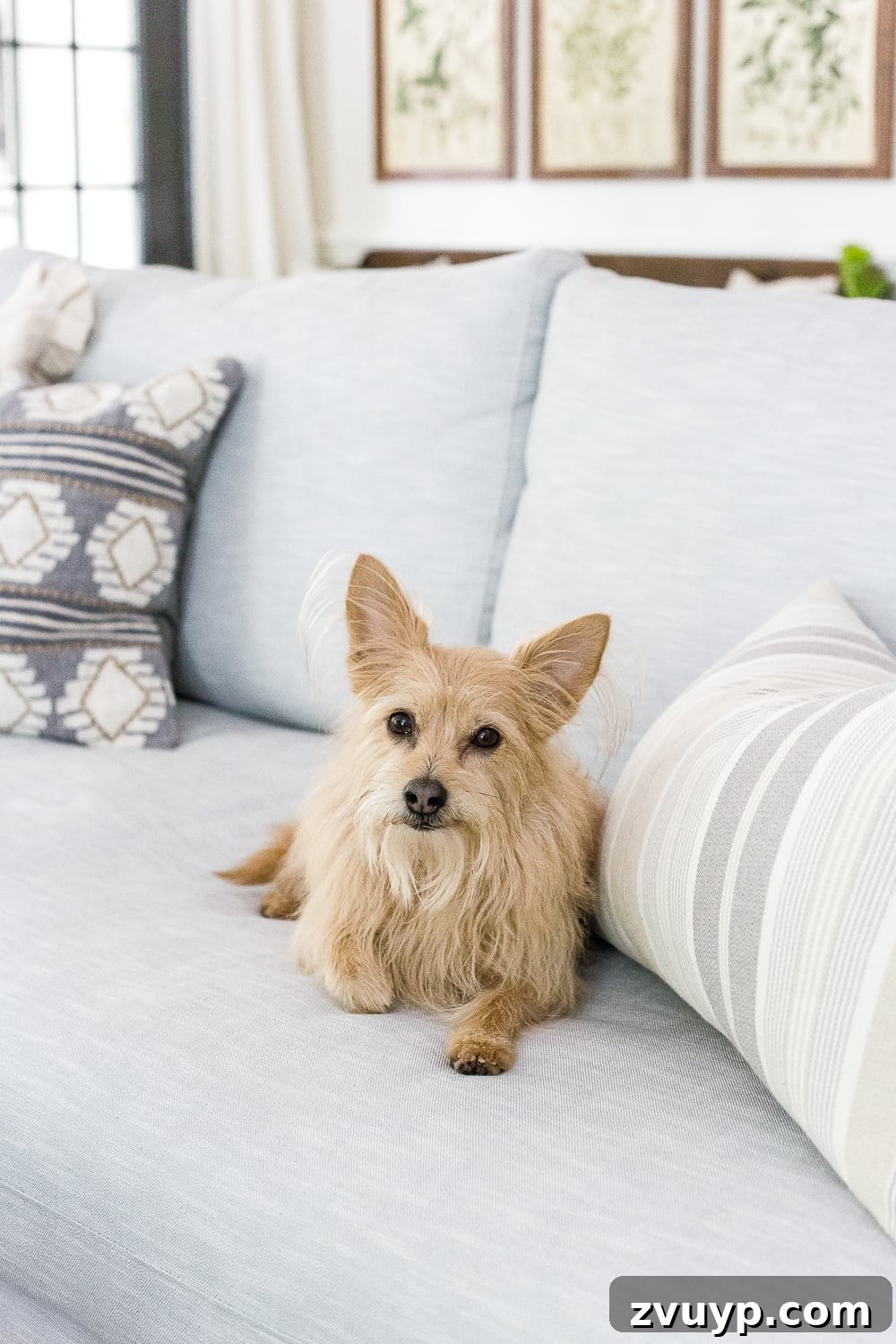 Getting Started with Your Smart Home Easy Setup 14 How to keep an eye on your pets while you're away via smart home