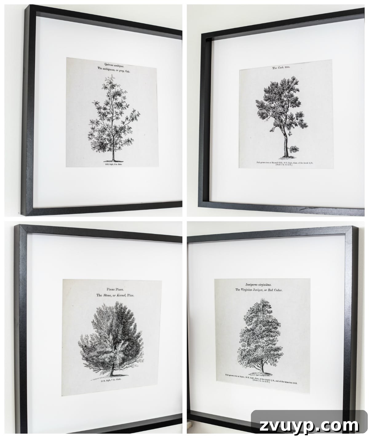 Woodland Wonders Print Collection 8 Collection of vintage arbor art prints displayed in a home setting