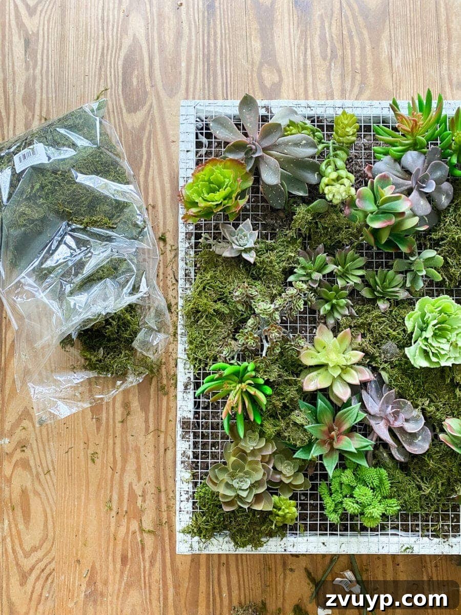 Craft a Vertical Garden from Reclaimed Wood 17 Inserting succulent roots through the hardware cloth into potting soil to create a living wall planter, showcasing planting technique.