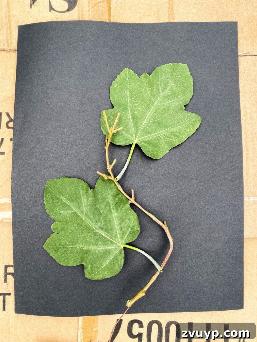 Botanical Silhouettes: Easy Leaf Painting 4 spray painting leaves for diy art