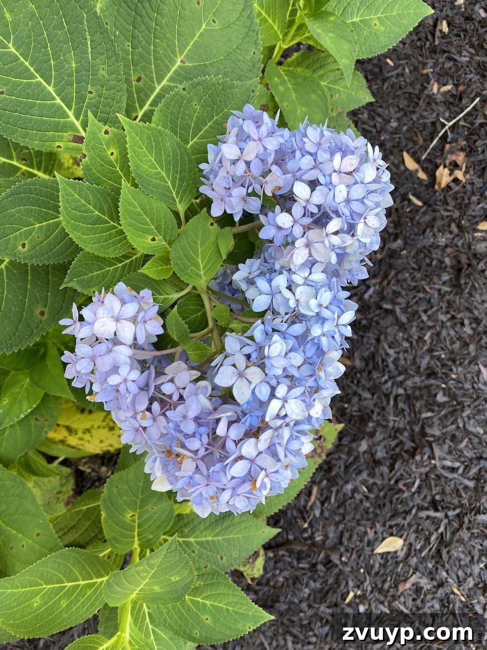 Preserving Hydrangeas for Your Fall Home 3 A vibrant, fresh summer hydrangea bloom, indicating it's too early for drying as it still contains high moisture content.