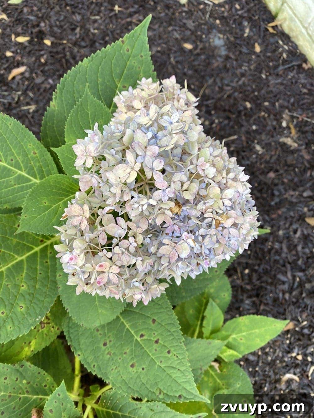 Preserving Hydrangeas for Your Fall Home 4 A mature fall hydrangea bloom with muted colors and a slightly crisp texture, perfect for drying and preservation.