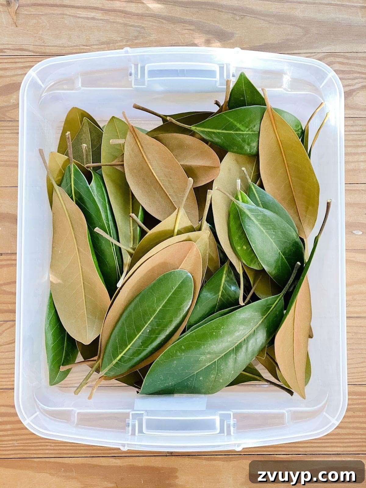 Crafting Natural Christmas Decor from Dried Fruit and Preserved Leaves 3 Magnolia leaves being prepared for preservation, showcasing their natural beauty
