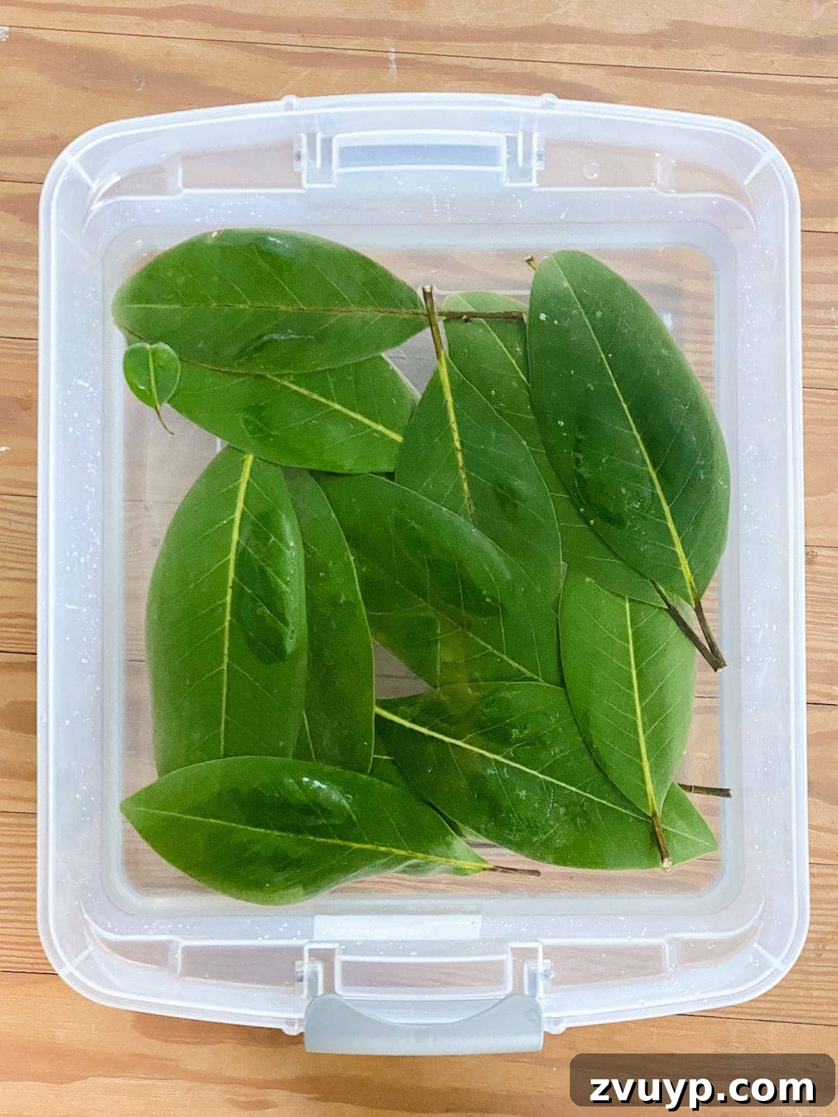 Crafting Natural Christmas Decor from Dried Fruit and Preserved Leaves 5 Magnolia leaves submerged in a glycerin solution for permanent preservation, ideal for Christmas garlands