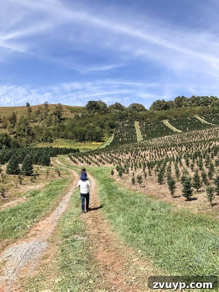 Charlotte's Best: A Local's Personal Picks 3 Frosty's Choose & Cut Tree Farm - Jefferson, NC
