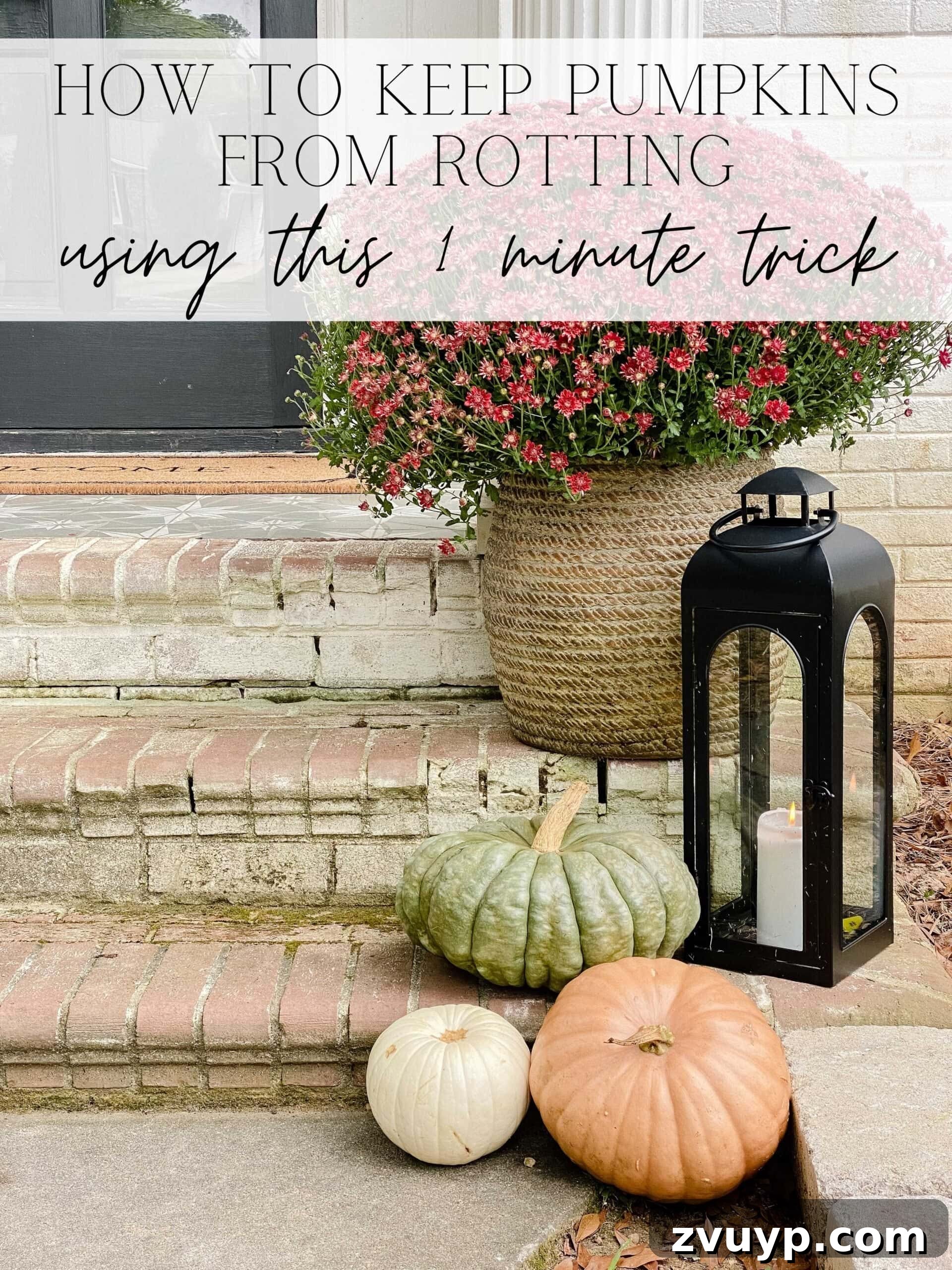 Prevent Pumpkin Rot 1 Minute Hack 2 how to keep pumpkins from rotting using this 1 minute trick