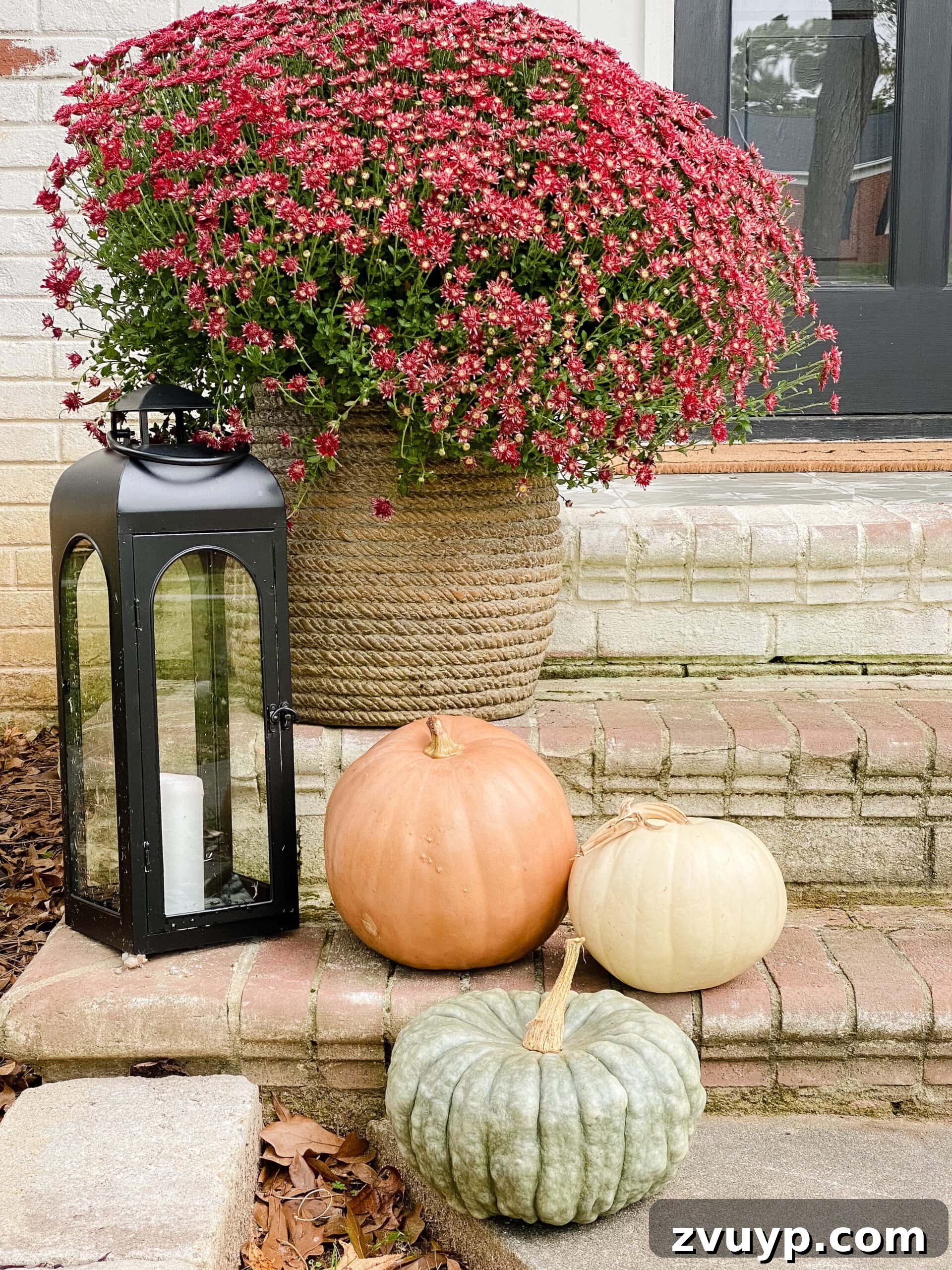Prevent Pumpkin Rot 1 Minute Hack 4 heirloom pumpkins, lantern, and burgundy mums