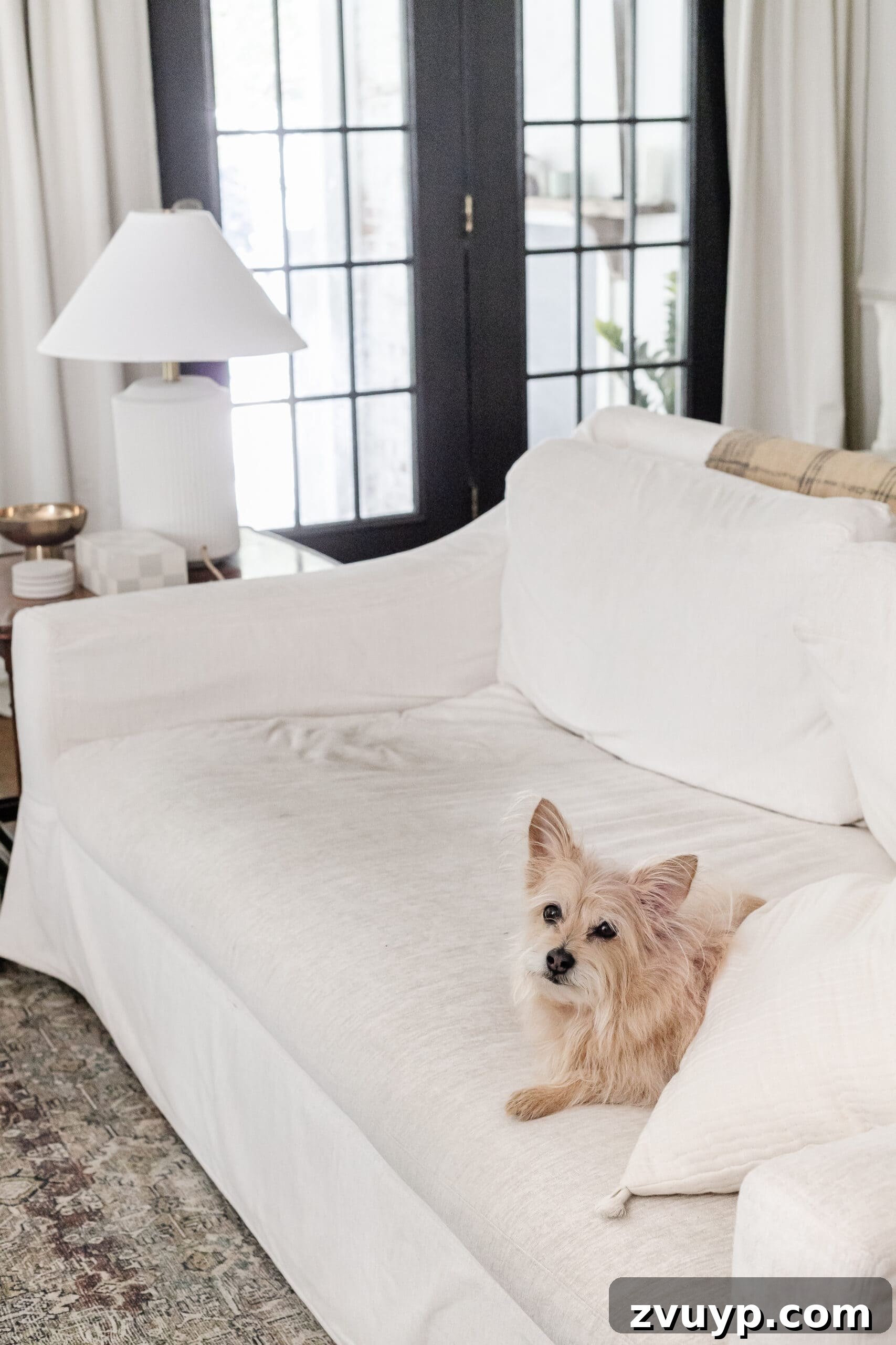 Revive Your Fabric Furniture The Ultimate Upholstery Deep Clean 4 Close-up of a dirty couch slipcover, with a dog resting nearby, highlighting the need for deep cleaning.
