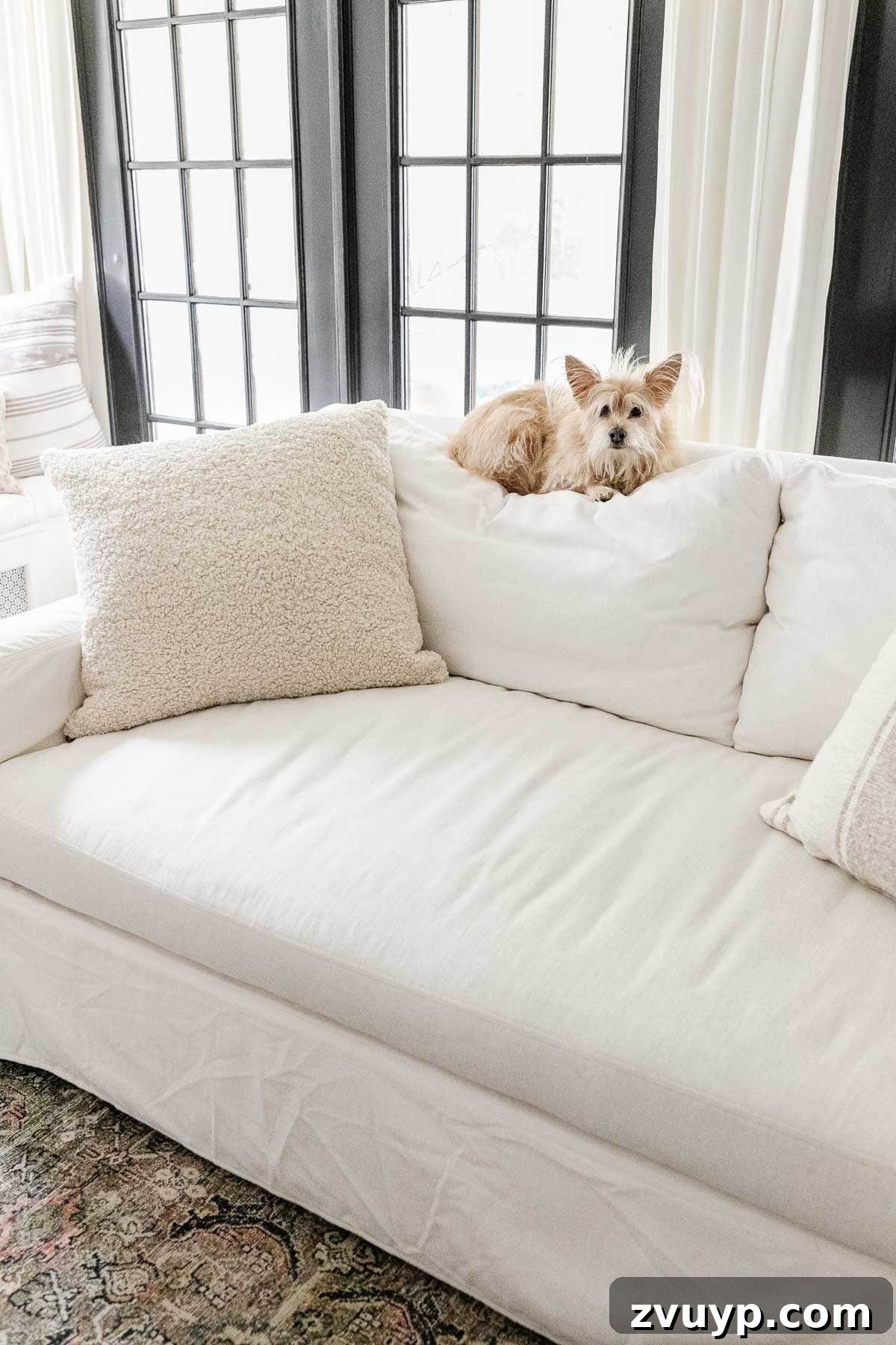 16 Natural Secrets for an Exquisitely Scented Home 25 white sofa with dog sitting on the back