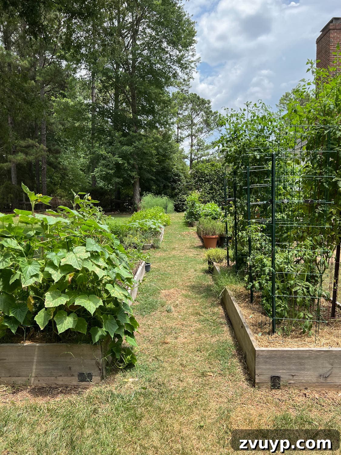 Effortless Backyard DIY: Create Your Dream Outdoor Space on a Budget 22 multiple raised bed gardens in a backyard, demonstrating a successful and organized vegetable patch