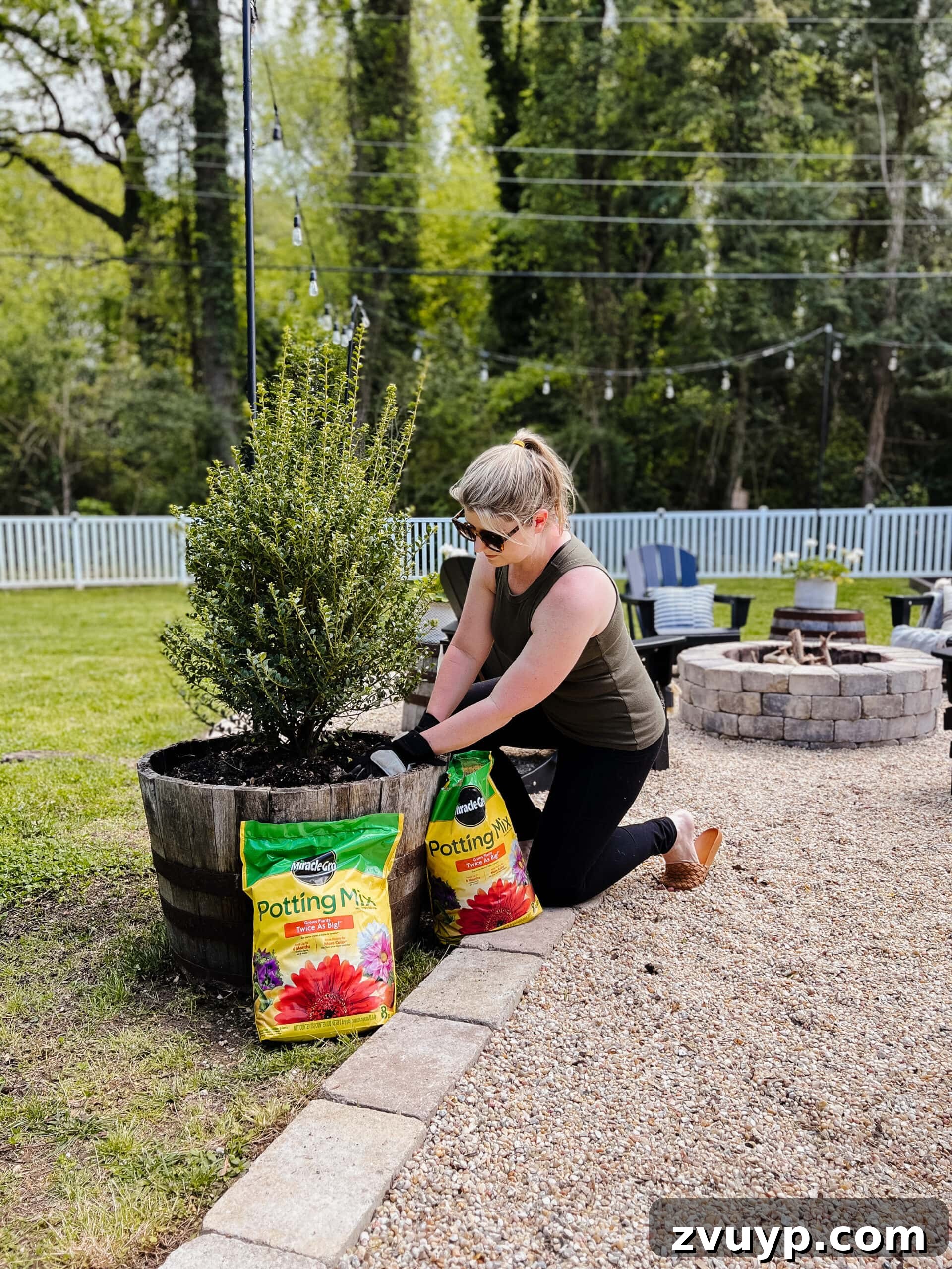 Effortless Spring Patio Refresh 5 planting boxwood tree in a barrel planter with miracle gro potting mix