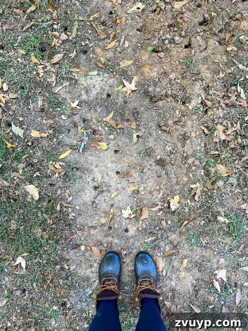 From Patchy to Pristine Our One-Year Front Yard Makeover 7 bare patchy lawn overhead shot