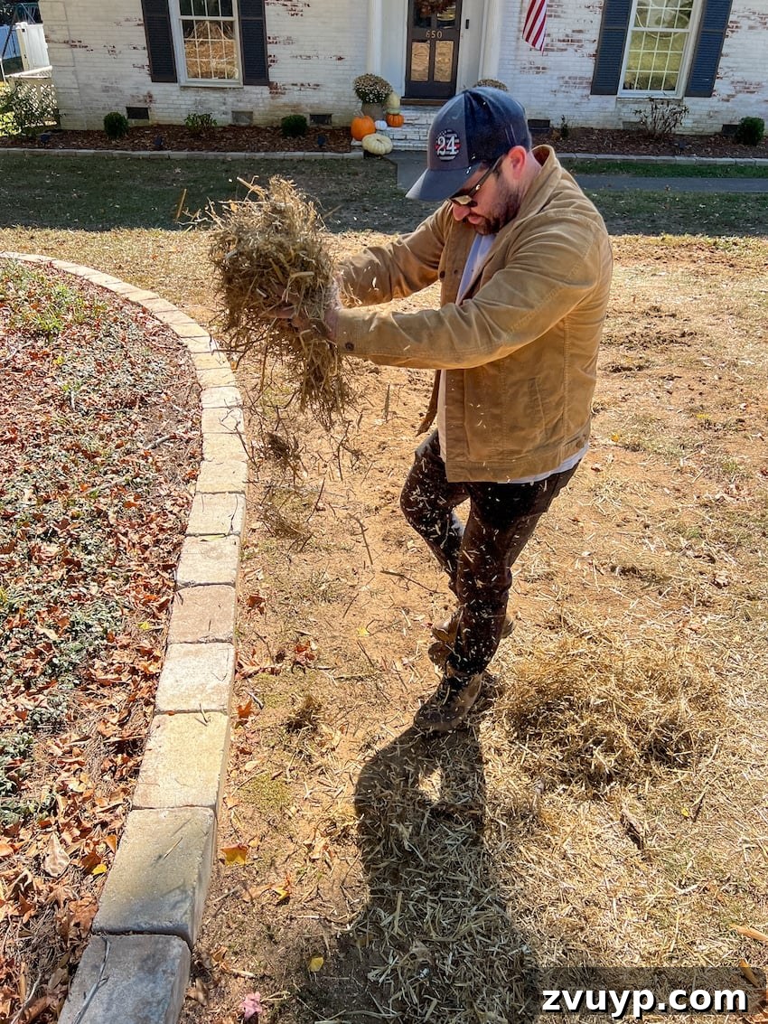 Person scattering hay over newly seeded bare patches in a lawn, a step in the restoration process.