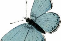 A Dozen Striking Blue Butterfly Pictures