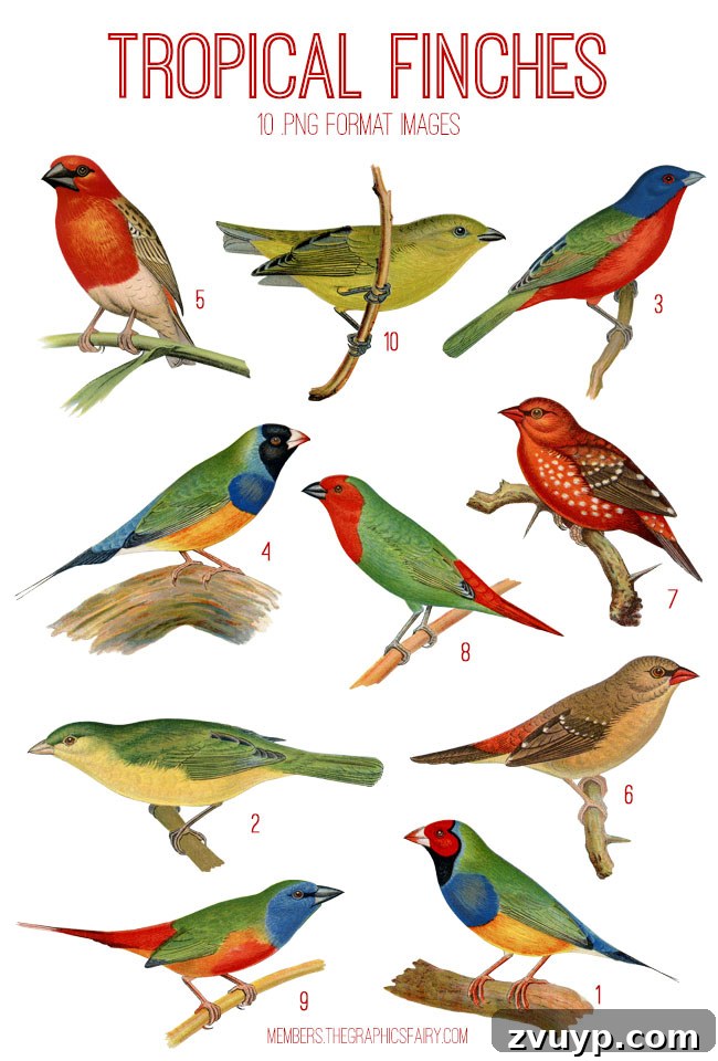 Vintage tropical finches ephemera digital image bundle preview